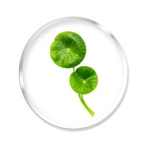 EXTRAIT SEC DE CENTELLA ASIATICA
