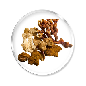 Chaga, Reishi & Lion’s mane