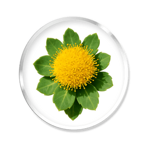 Extrait de Rhodiola