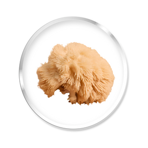 Lion's mane
